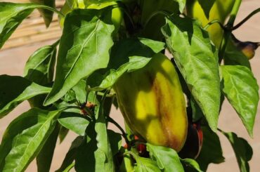 Help identifying this pepper variety.