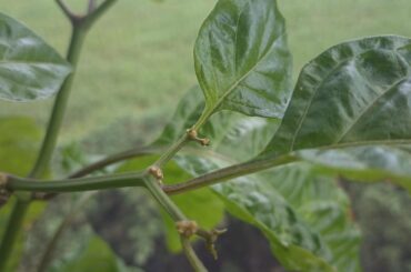 Is this whitefly damage or do u have another pest now??