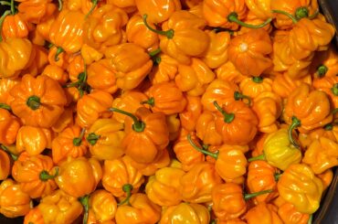 Habanero amarillo