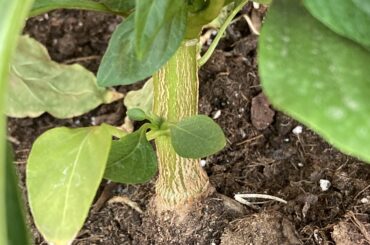 What are these streaks on my plant stems?