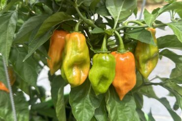 Habaneros coming in nicely!