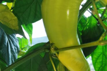 Sweet banana peppers go from green to red.