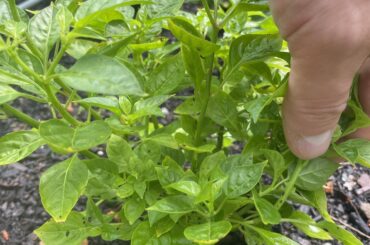 What fertilizer should I use to increase pepper yield?