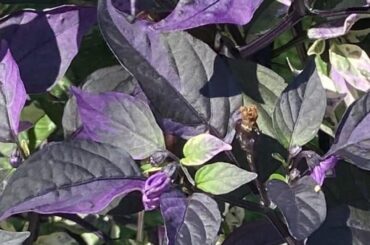 Purple Paradise