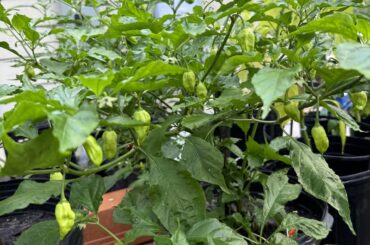 The heat’s been kicking my ghost pepper’s butt. But we getting there