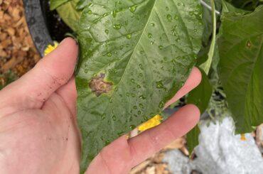 Any idea what is causing these in my plants?