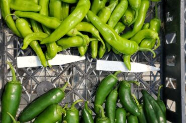 Are these peppers ready to use??