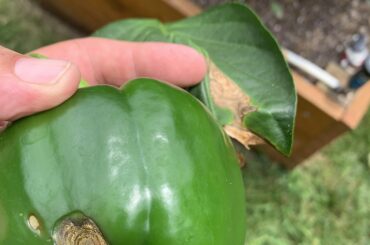 Bell pepper spots