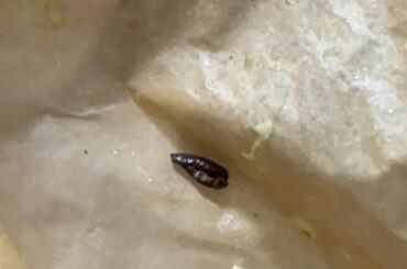 Is this mouse poop in my Taco Bell?