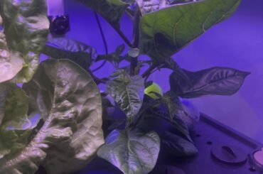 Need some advice
