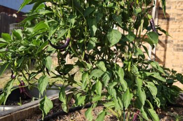 Peppers this year