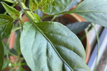Advice on pests?
