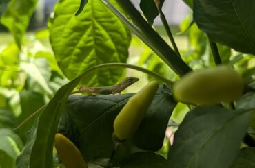 Baby dragon visiting my tabasco plant