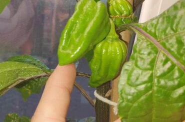 Real Scotch Bonnets?