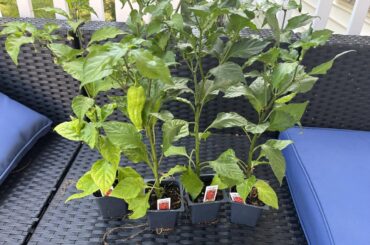 Got these today at my local greenhouse for $3.50, how can I ensure healthy plants, a large yield, and spicy peppers ?