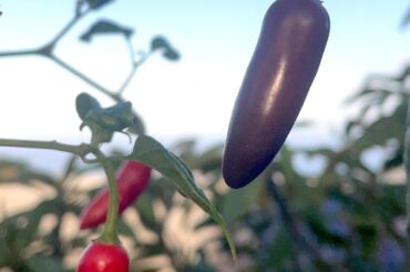 Purple Serano