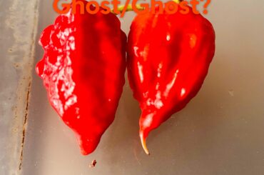 Ghost versus Ghost cross