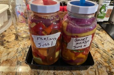 My summer so far making fermented sauces