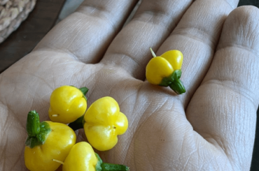 Pepper ID