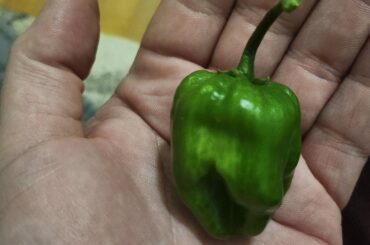 Fresh Habenero pod yumm