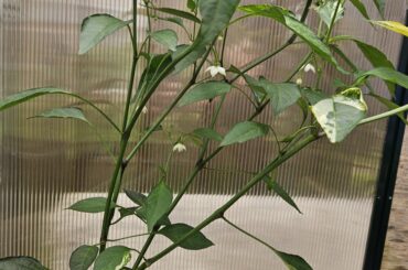 Need help: flowers falling off