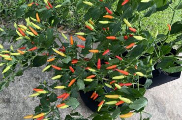 Does anyone have a good Tabasco pepper salsa or sauce recipe?