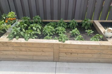 Dad ended up planting my peppers end of may with no hardening off - they have bounced back from the stunt