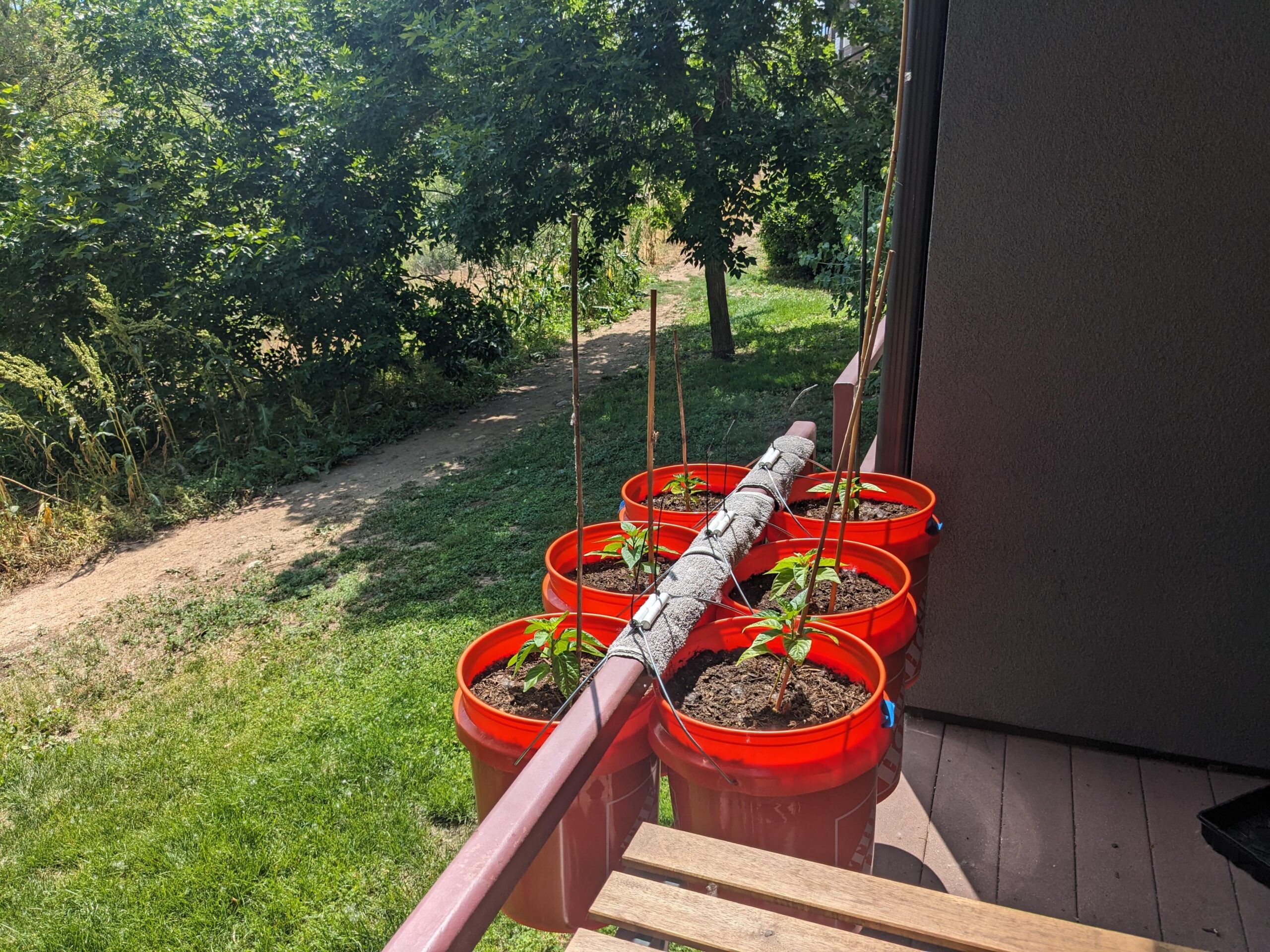 Balcony to Bedroom: Indoor Chili Growing Hacks - Featured Image