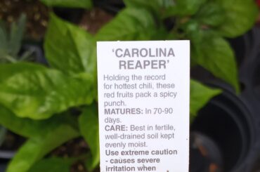 Soil for potted peppers