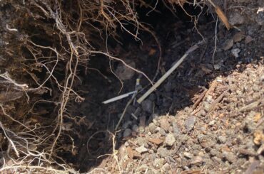 Root Rot?