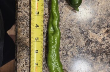 Mystery pepper jelly