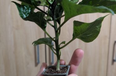 What is the smallest container you grew a pepper in?