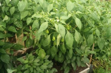 Rainforest chili plant has created a nice canopy for my lemon spice jalapeno plants
