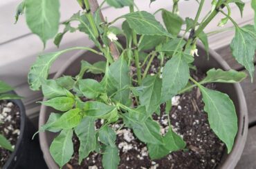 New to growing peppers, need help diagnosing issues