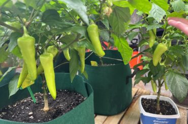 Indoor peppers poppin off