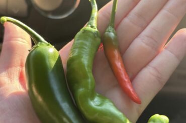 SOS Pepper Identification