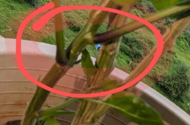 Calcium difficiency?