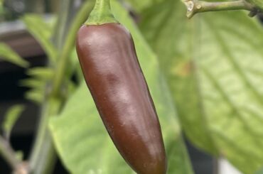 Update: Purple Sereno turned Chocolate!