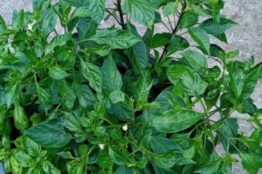 Frist time growing pepper