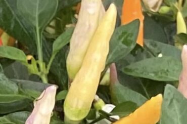Pretty Pepper’s