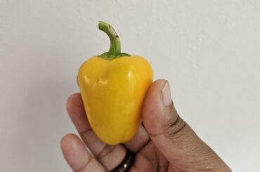 Was gifted some plants, these were labeled as "Sweet Peppers" any idea what variety? Fairly prolific plants.