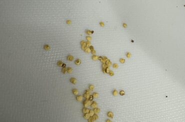 Seeds turning black?