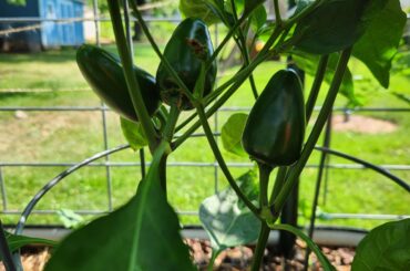 Name that chili
