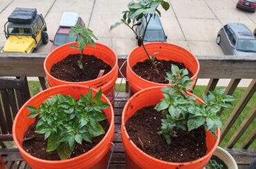 Pepper table re-pot