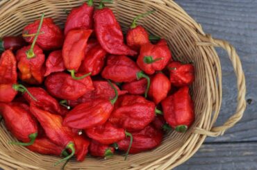 Why do you like hot sauce?