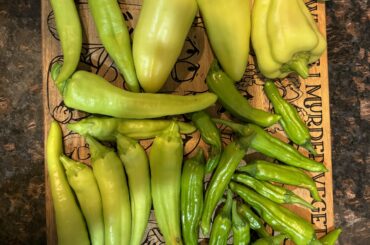 Nice return from vacation harvest on my peppers