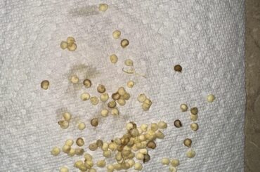 Dark colored seeds