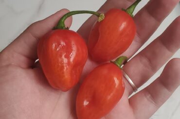 Grown in Mom's garden, any clue what they are?