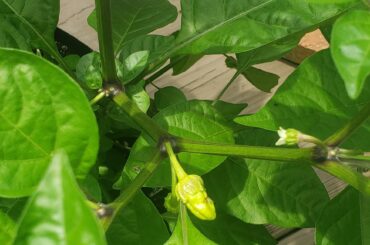 First 7 white bubblegum fruits popping :)