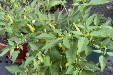 Basket of Fire Peppers